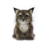 Handcrafted 6 Inch Lifelike Lynx Cub Stuffed Animal By Hansa -Boutique Plush Toy Discount Store HN 7505 2